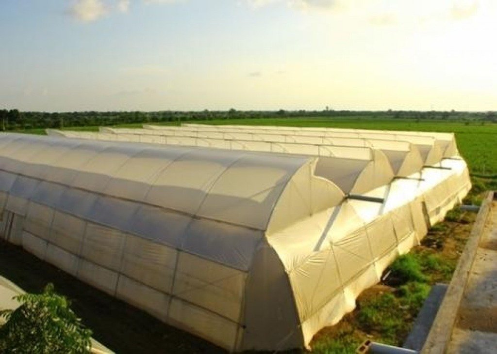 Polyhouse Farming Cost Per Acre in India
